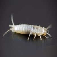 Silverfish Control Reservoir